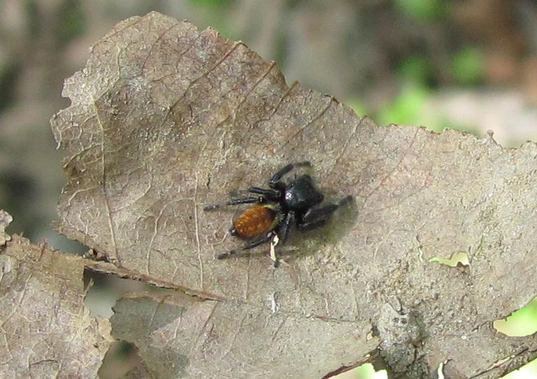 Maschio di Carrhotus xanthogramma - Roasio (VC)